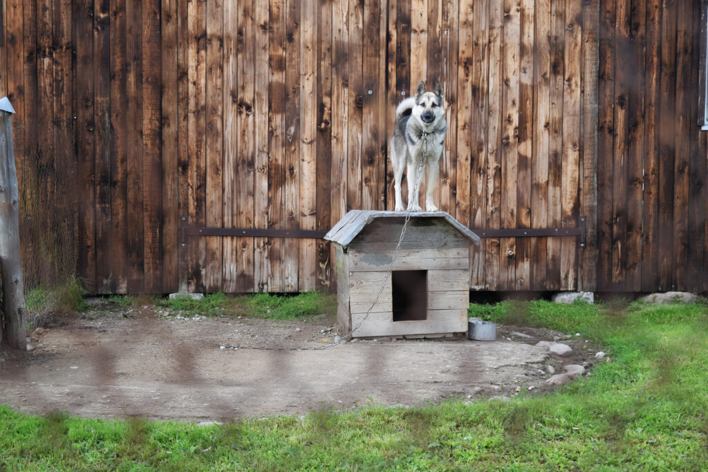 犬小屋に登ってる犬の写真