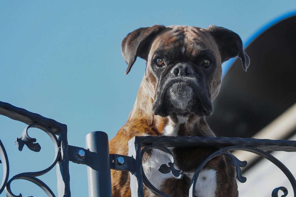 柵から見てる犬の写真