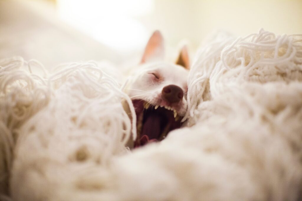 あくびしている白い犬の写真