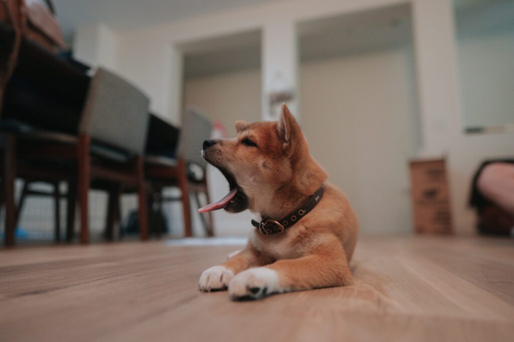 あくびしている茶色い犬の写真