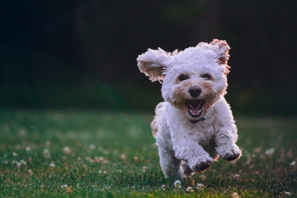 走ってる白い犬の写真