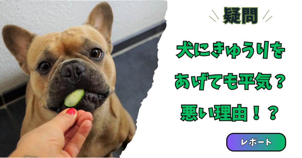 きゅうりを食べようとしている犬の写真