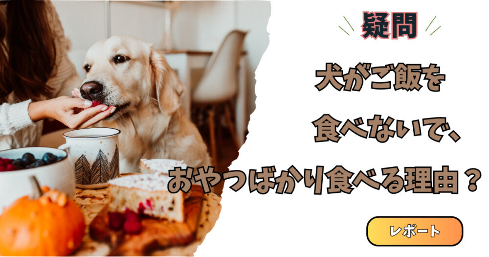 おやつを食べてる犬の写真