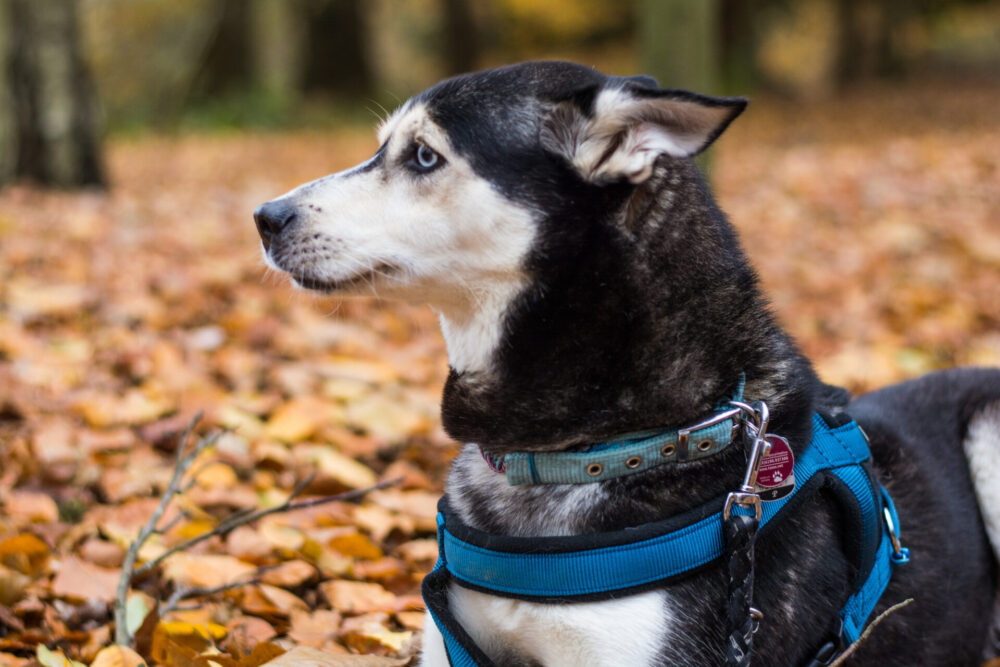 ワンボク〜ワンコとボクの大切な約束〜犬に関する疑問、不思議、心配などを楽しく学びながら一緒にいよう