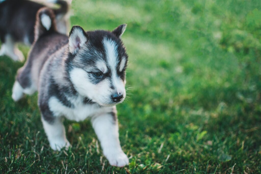 子犬のシベリアンハスキーの写真