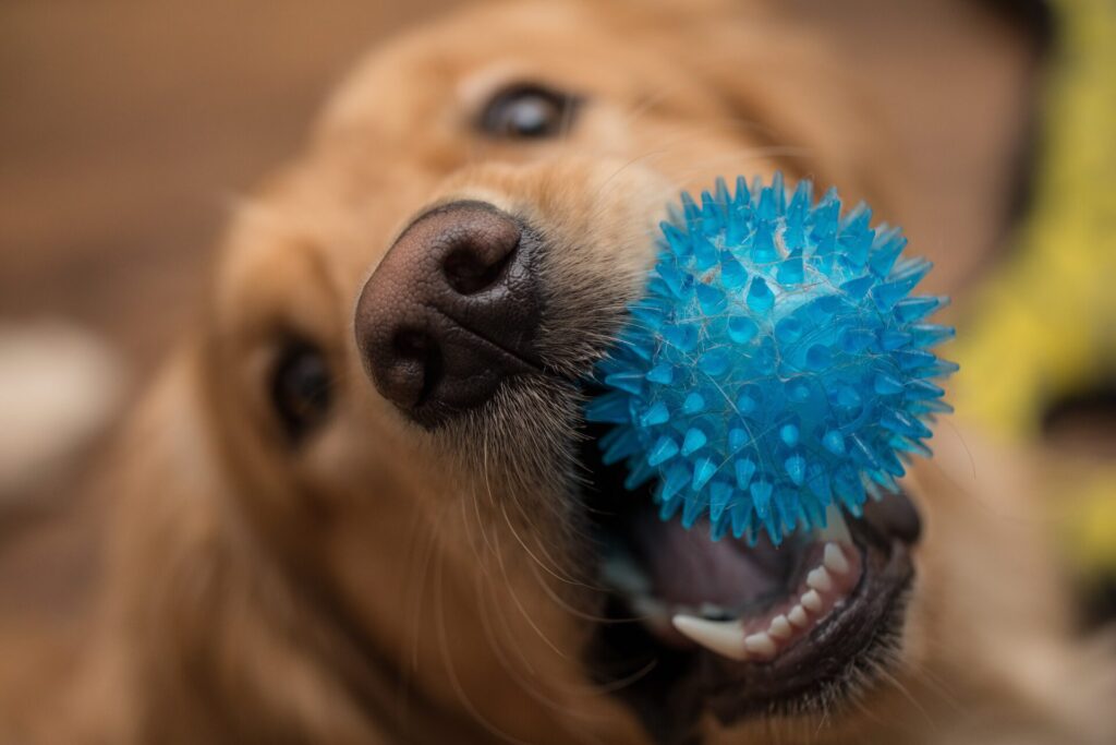 青いボールを加える犬の写真