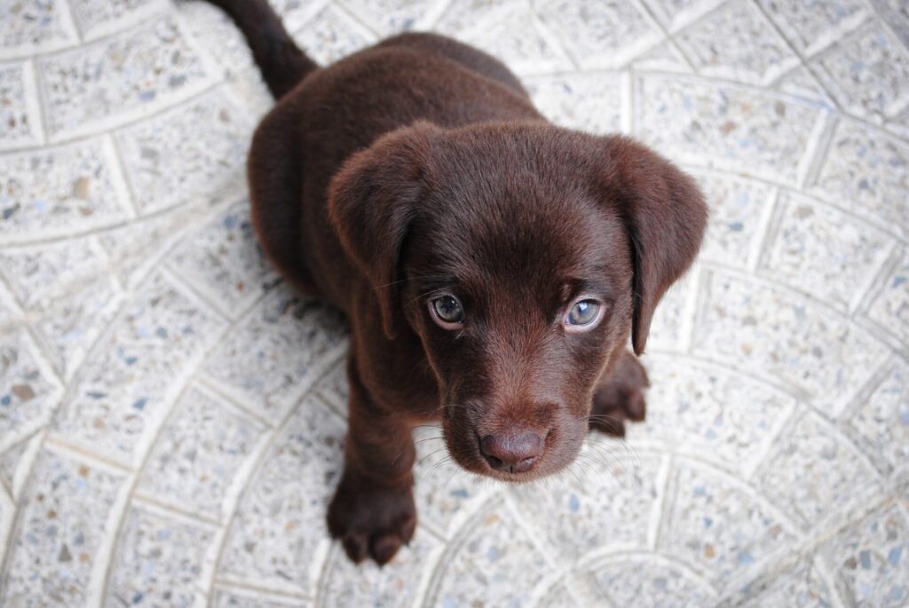 茶色い子犬の写真