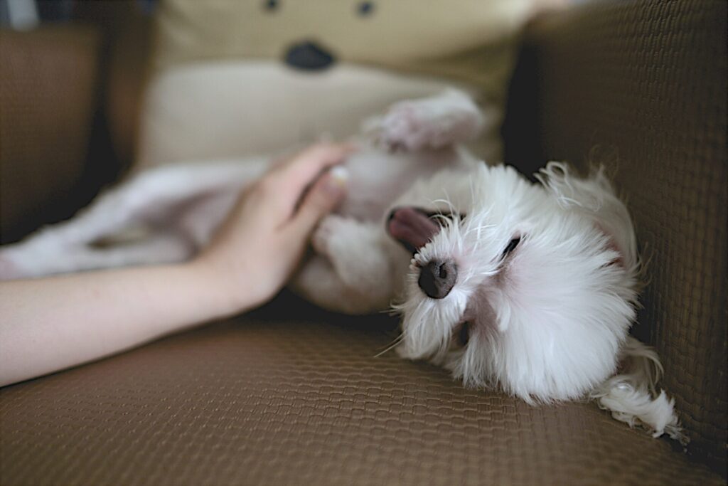 戯れている白い犬の写真