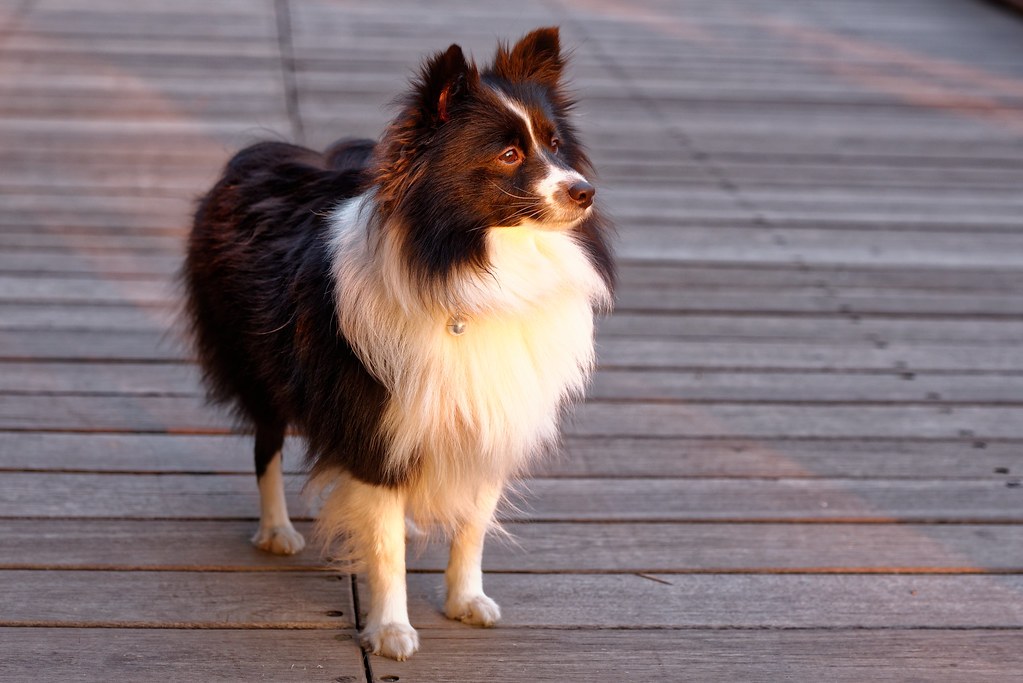 室内犬でも予防は必要？よくある誤解のイメージ