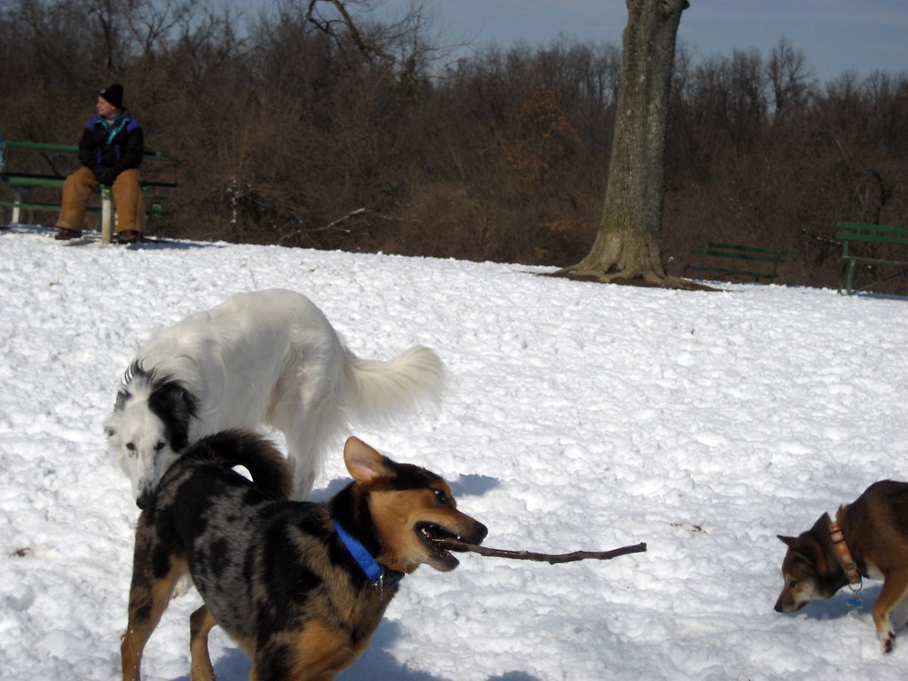 成犬になってからの接種頻度のイメージ