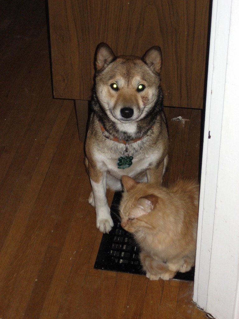 犬のワクチンには「混合ワクチン」と「狂犬病ワクチン」の2種類があるのイメージ