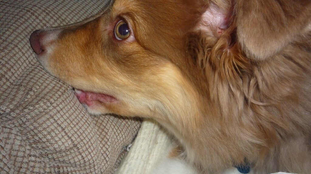 犬の誤飲・誤食完全ガイドのアイキャッチ画像