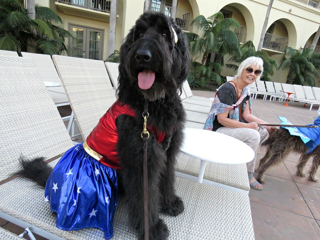 てんかんの診断と、発作を起こしやすい犬種のイメージ