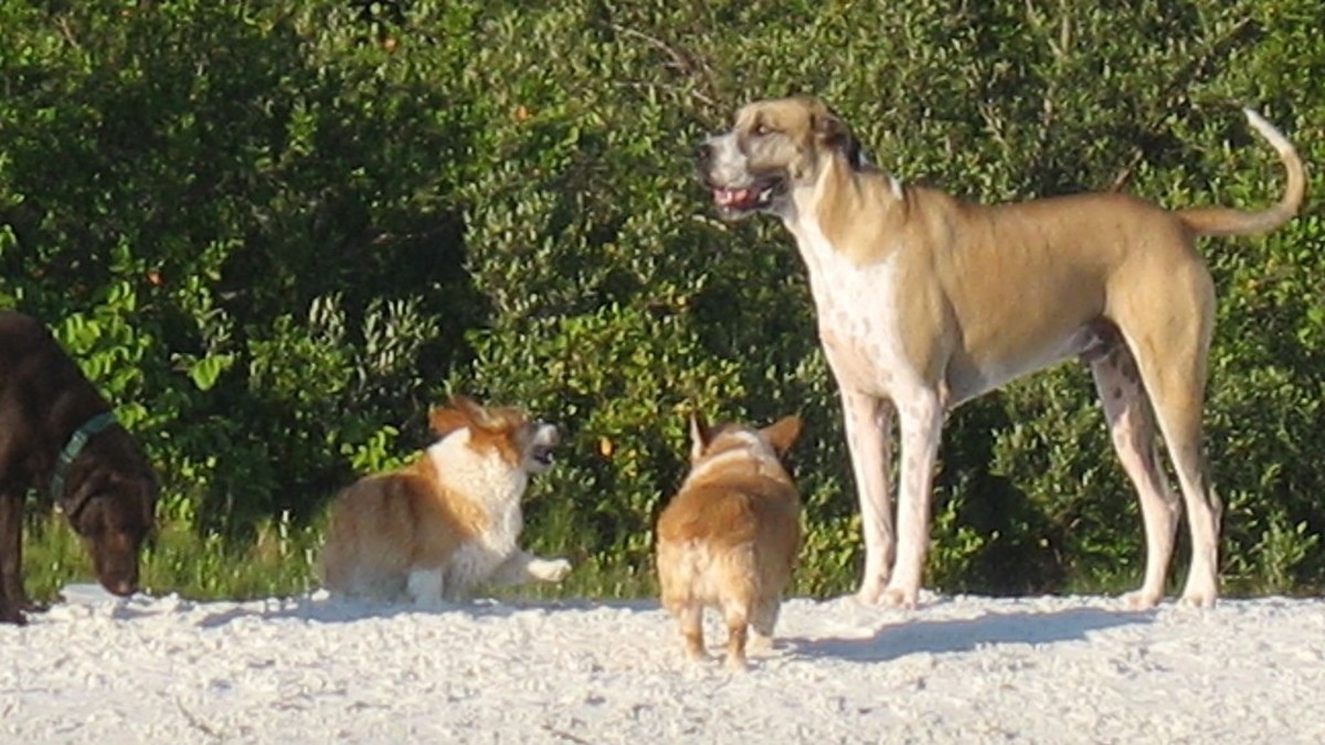 犬の血尿の原因と対処法のアイキャッチ画像