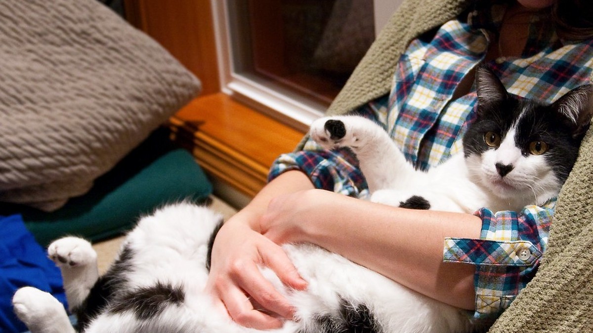 犬のしこり・できものは良性?悪性?自宅でできるチェックと受診の目安のアイキャッチ画像