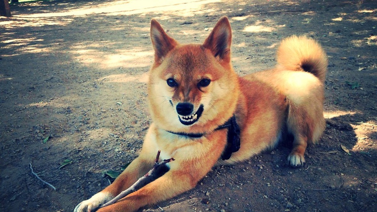 犬が唸る理由と正しいやめさせ方のアイキャッチ画像