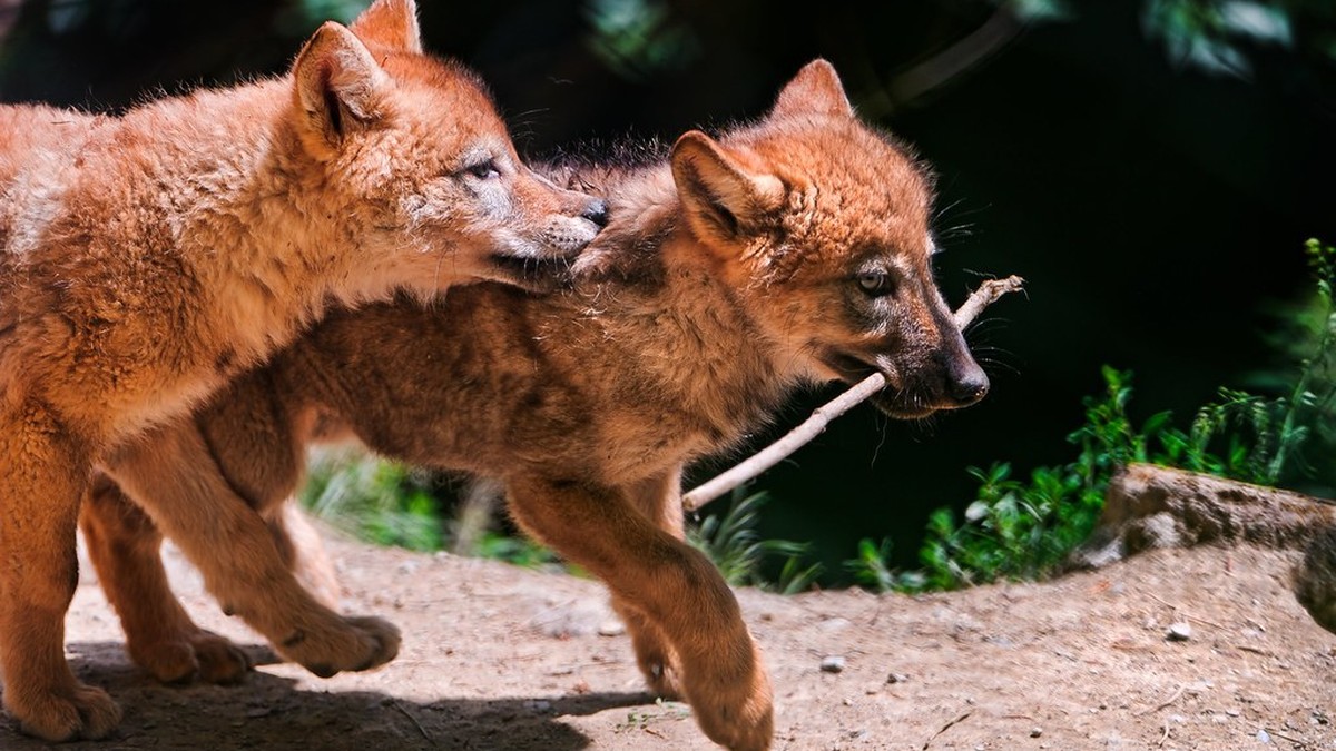 犬の多頭飼いで喧嘩が起きる原因と対処法のアイキャッチ画像