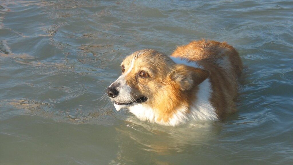 犬はなぜ穴を掘るの？習性の理由と、庭やソファを守る対策のアイキャッチ画像