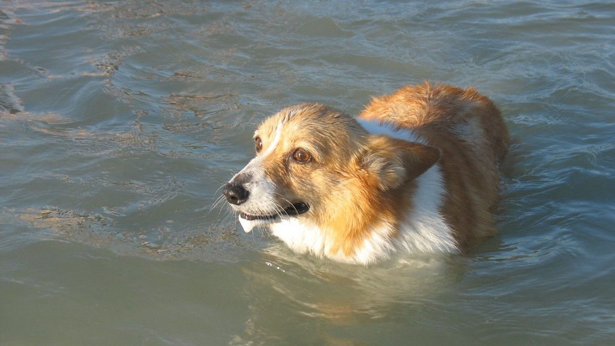 犬はなぜ穴を掘るの？習性の理由と、庭やソファを守る対策のアイキャッチ画像
