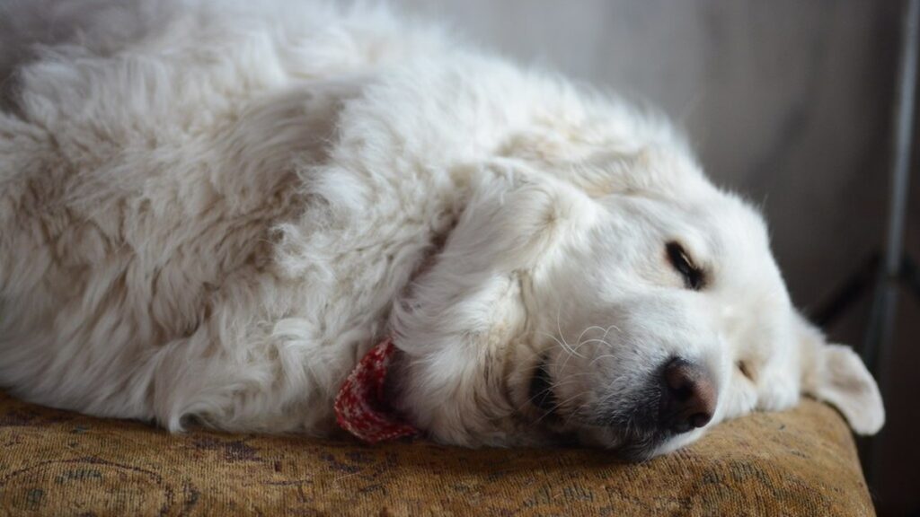 犬はなぜお尻の匂いを嗅ぐの？「挨拶」に隠された驚きの情報交換のアイキャッチ画像