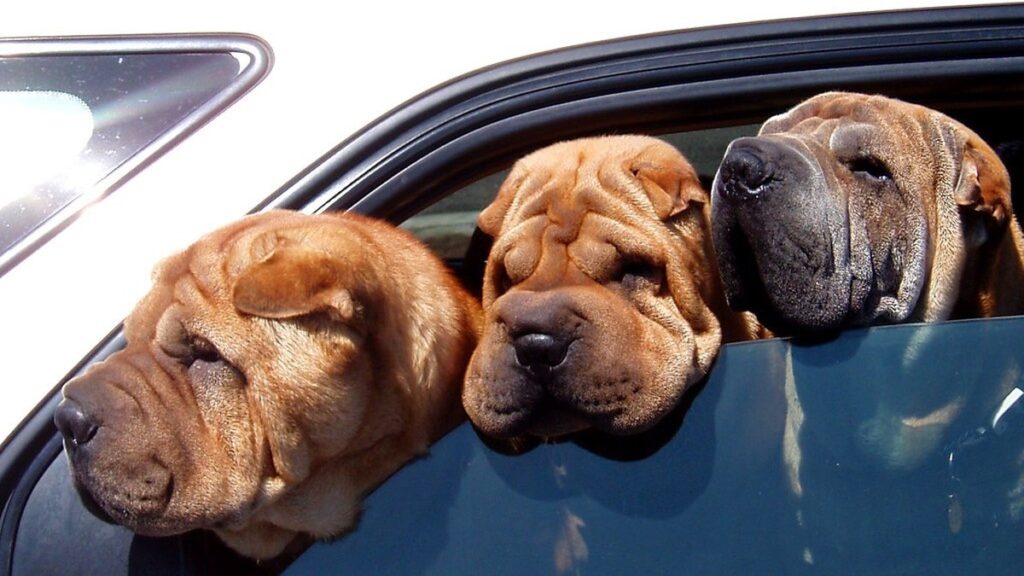 犬の車酔い対策のアイキャッチ画像
