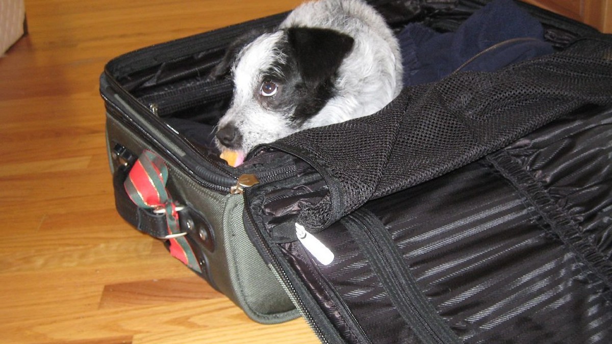 犬と旅行に行く前の完全準備リストのアイキャッチ画像
