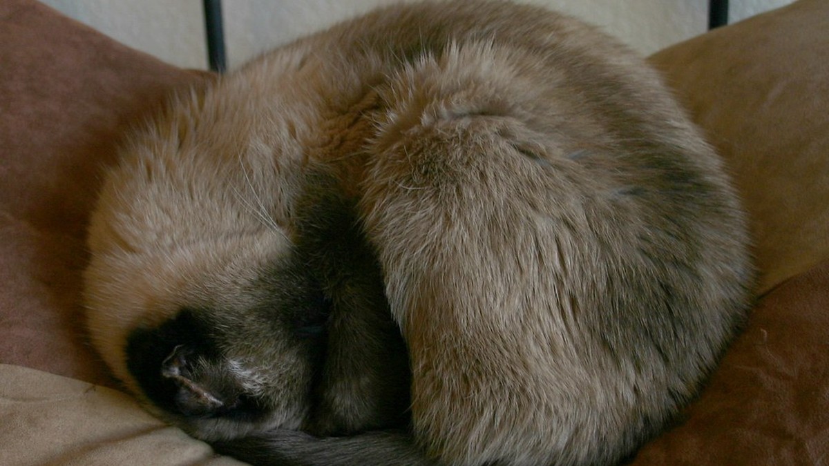 犬はなぜ寝る前にぐるぐる回るの?寝床を整える本能の理由のアイキャッチ画像