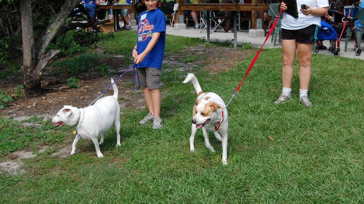 犬はなぜ救急車のサイレンで遠吠えするの？オオカミの本能が理由だったのアイキャッチ画像