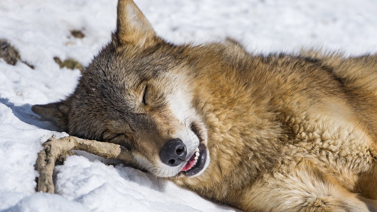 犬も夢を見て寝言を言うの?レム睡眠と科学的な見解のアイキャッチ画像