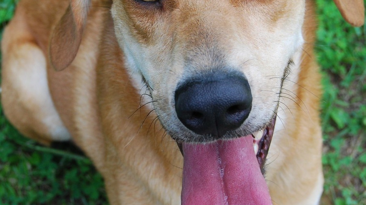 犬はなぜ飼い主の真似をするの？似てくる仕草に隠された絆の話のアイキャッチ画像