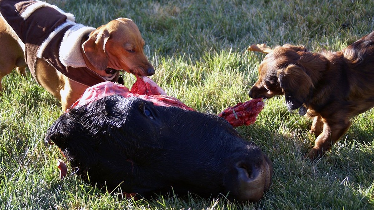 犬に生の豚肉は危険？トキソプラズマ感染リスクと正しい加熱方法のアイキャッチ画像