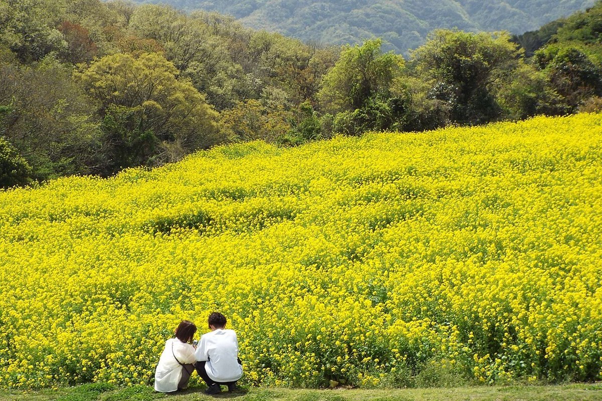 淡路島の菜の花畑