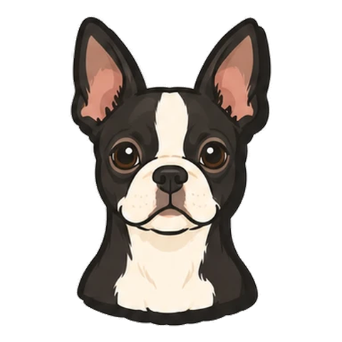 ボストンテリアのイラスト