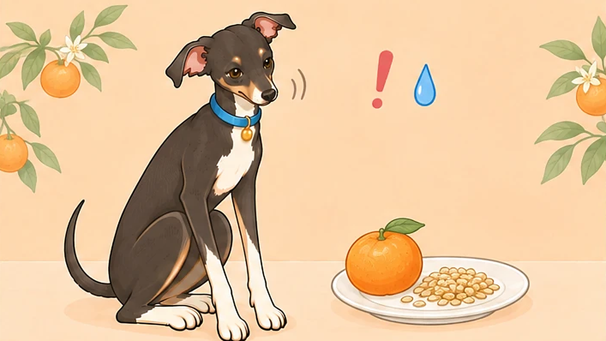 犬がみかんの種を食べた！何個から危険？様子見の目安と受診の判断