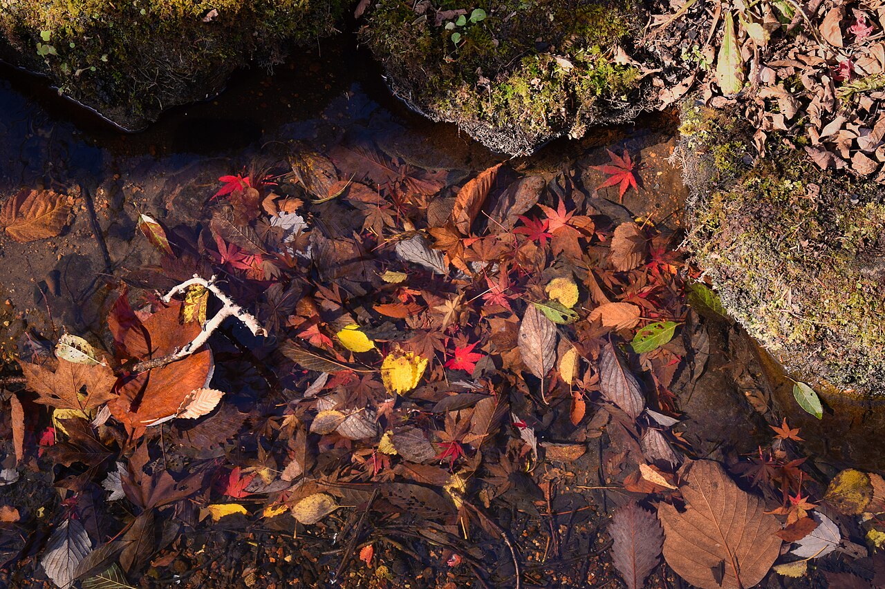 水面に浮かぶ箱根の紅葉の落ち葉