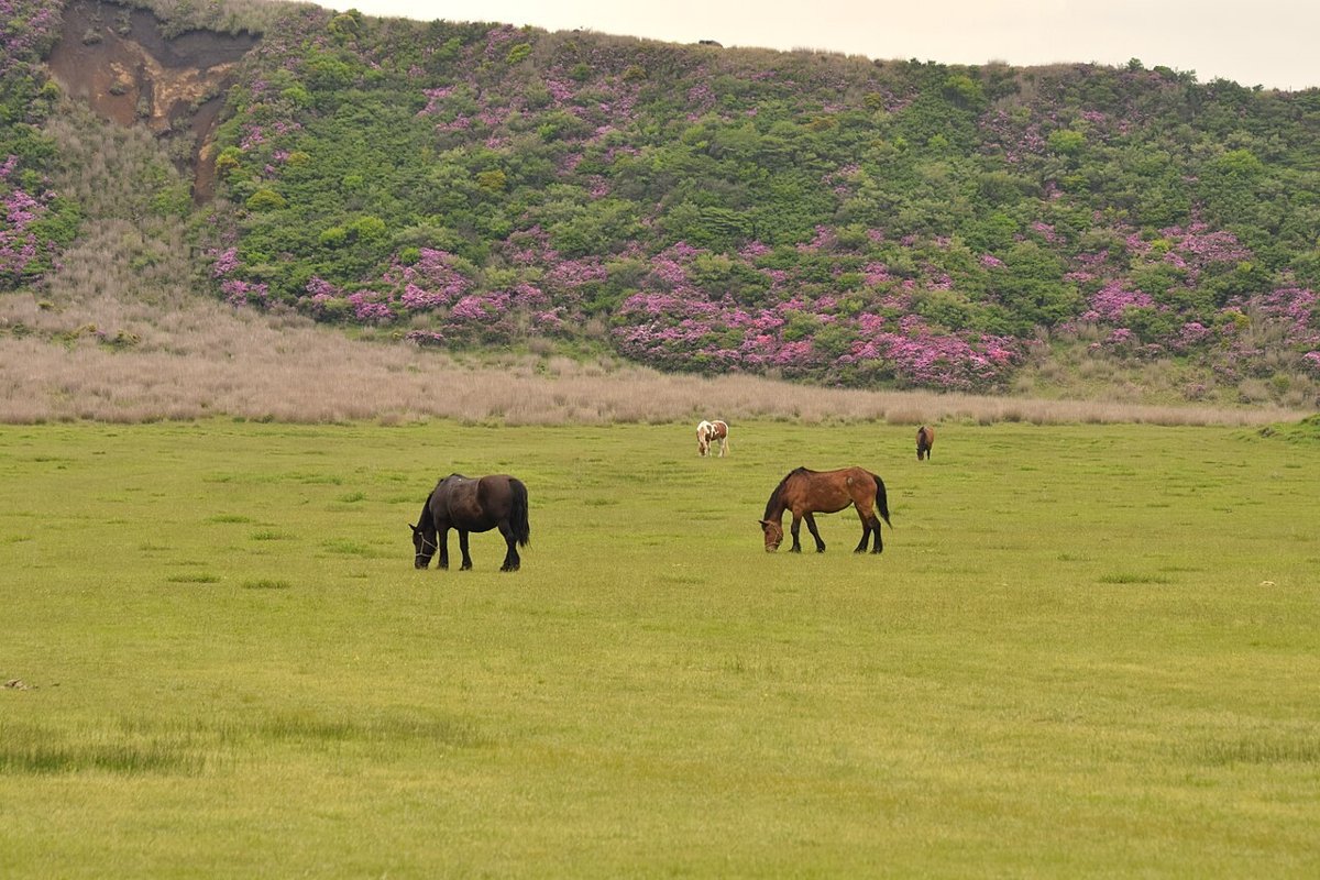 阿蘇の草千里ヶ浜の馬