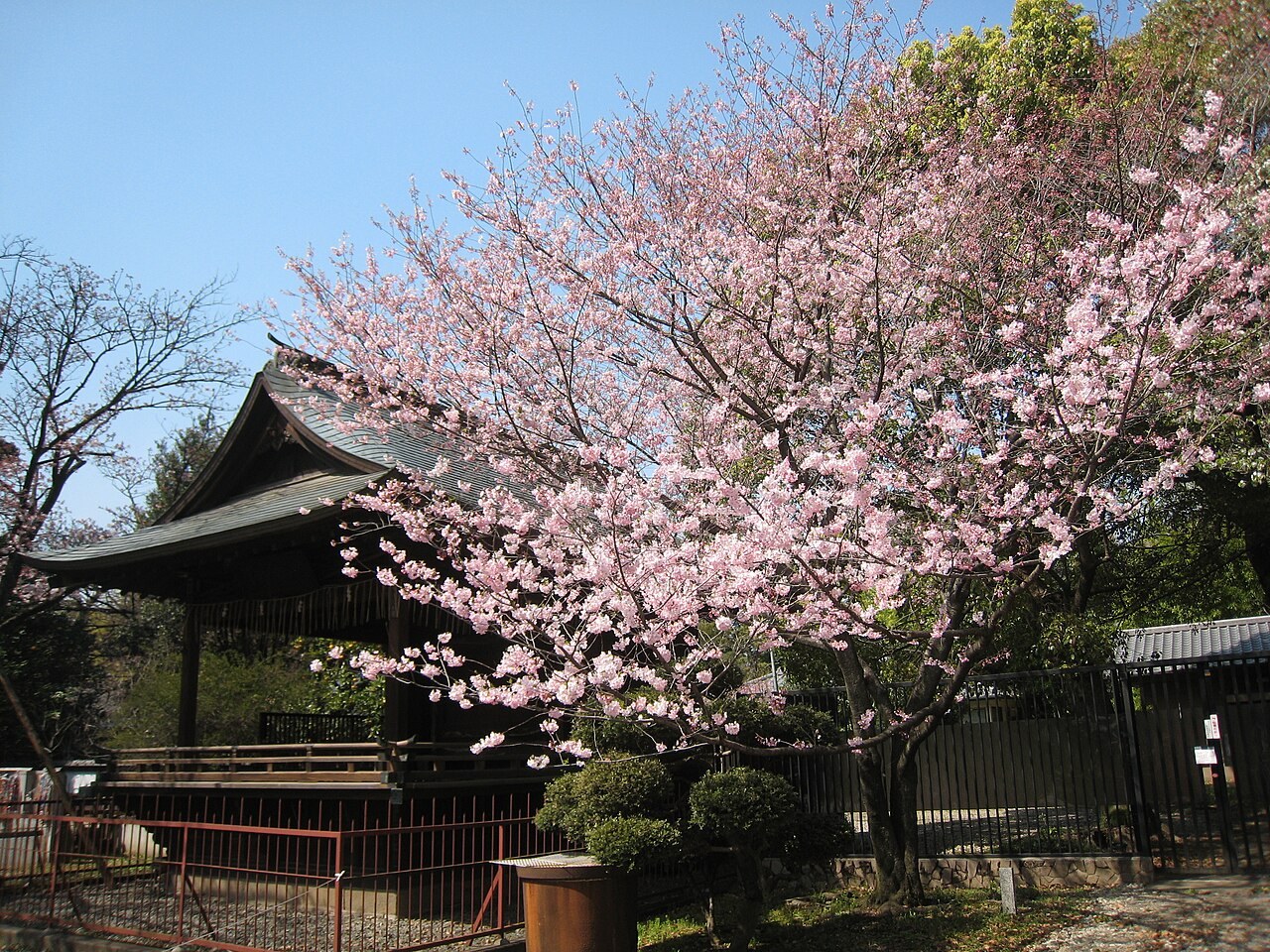 上野恩賜公園の桜